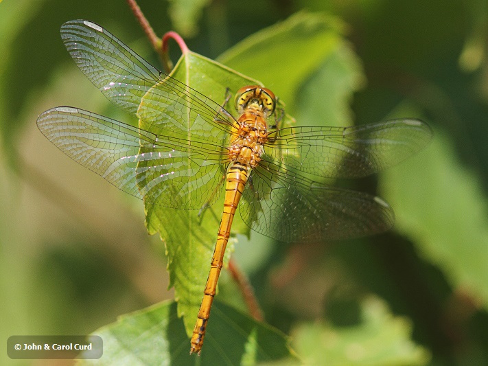 J01_3372 Sympetrum striolatum female.JPG